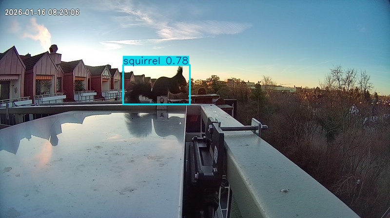 squirrel highlight #3