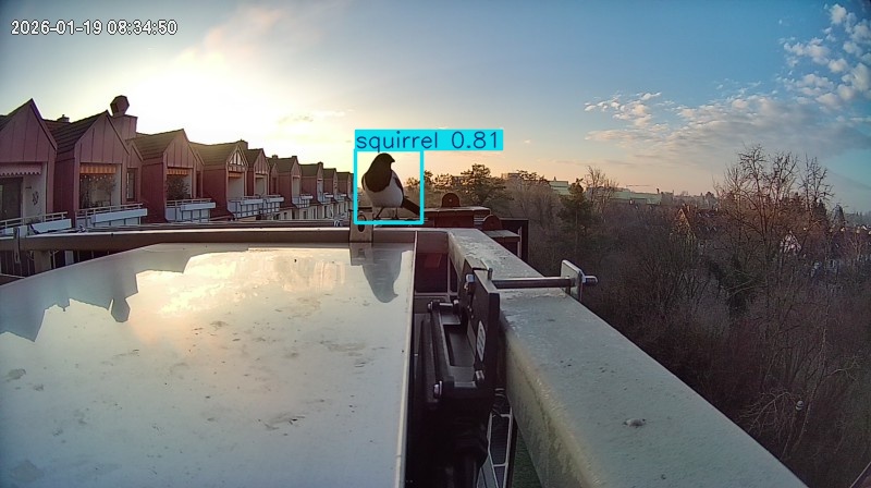 squirrel highlight #1