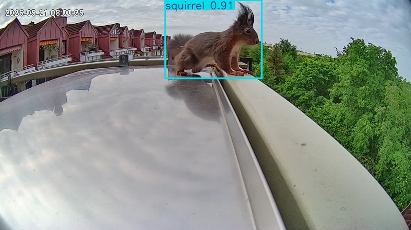 squirrel highlight #1