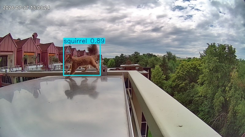 squirrel highlight #2