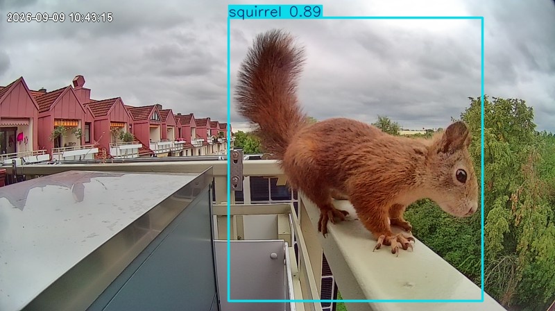 squirrel highlight #3