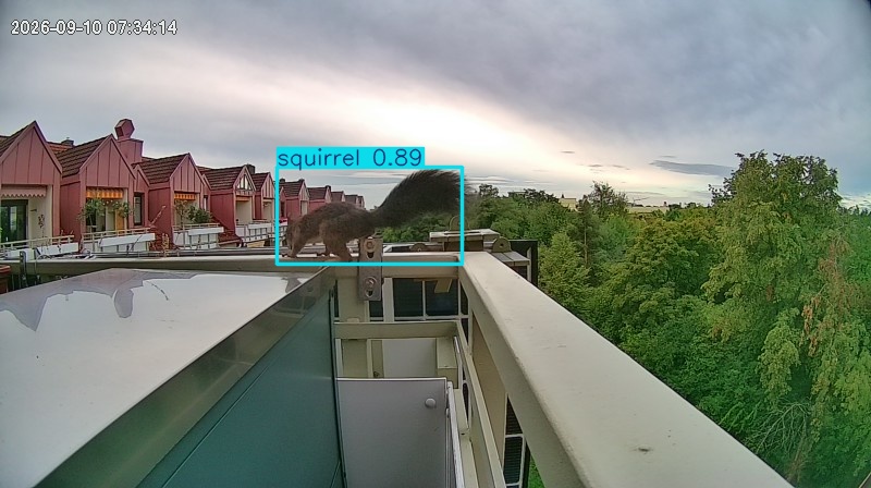 squirrel highlight #2